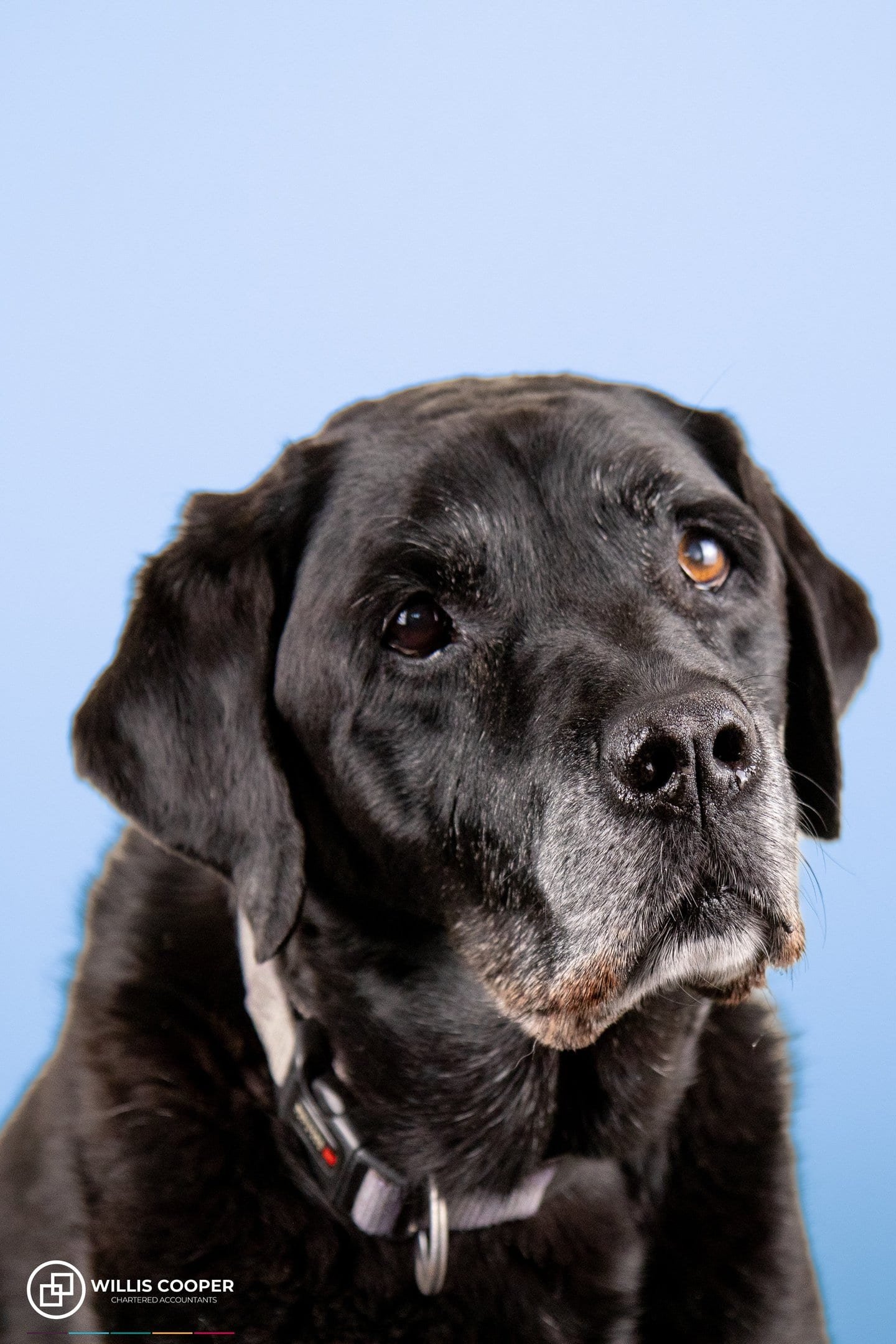 Indie, a Willis Cooper office dog